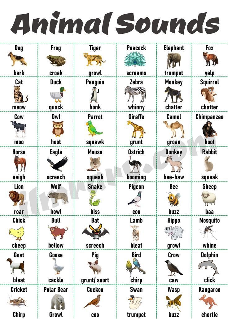 Explore 100 Animals And Their Sounds: A Fascinating Guide