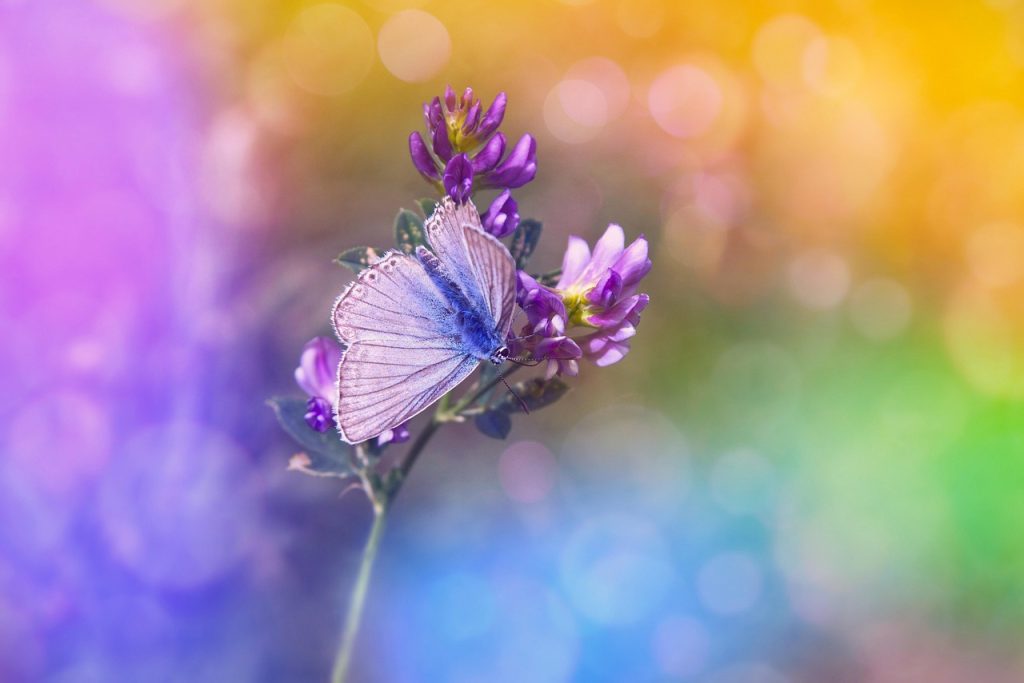 Butterfly, purple flowers, pollination — Safe Toto Site Encourages Responsible Wagering