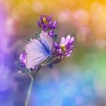 Butterfly, purple flowers, pollination — Safe Toto Site Encourages Responsible Wagering
