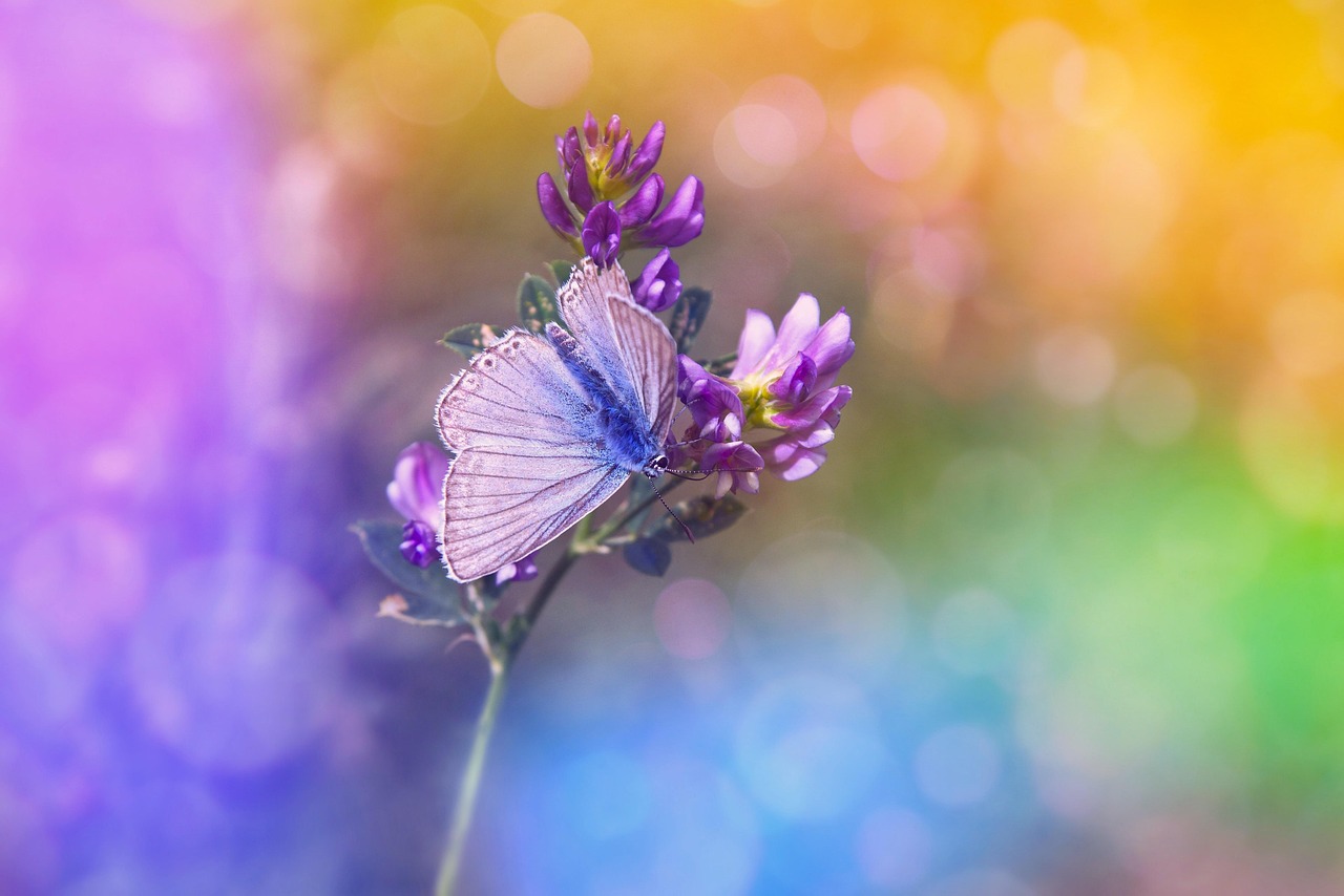 Butterfly, purple flowers, pollination — Safe Toto Site Encourages Responsible Wagering